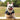 Trendi Pets: ALOA Hawaiian Beach Style Dog T-Shirts
