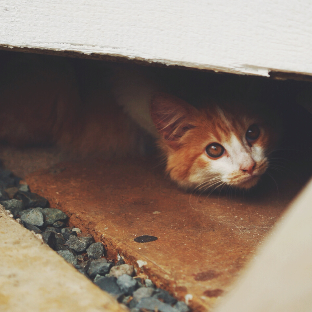 Feline Confidence: Building Trust and Socialization in Shy or Timid Ca ...