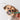 TRENDI PETS: TOUM 360 Degrees Toothbrush